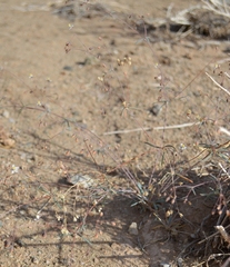 Hypertelis spergulacea