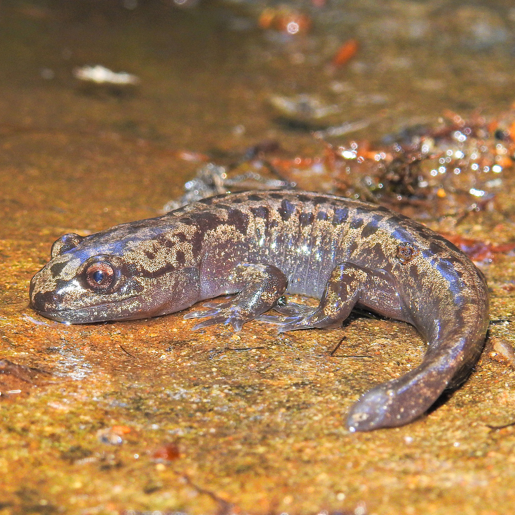 Coastal Giant Salamander from Sweet Creek Trail, Lane County, OR, USA ...