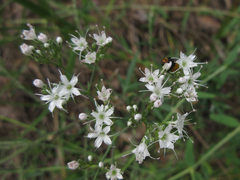 Gypsophila oldhamiana