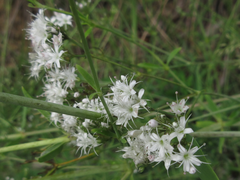 Gypsophila oldhamiana