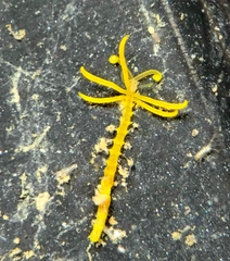 Acrocirridae