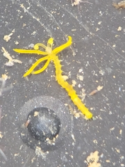 Acrocirridae