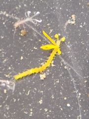 Acrocirridae