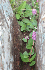 Resnova lachenalioides