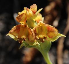 Pterygodium acutifolium