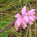 Pink African Hyacinth - Photo (c) graham_g, some rights reserved (CC BY-NC)