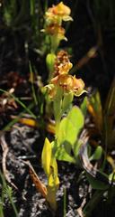 Pterygodium acutifolium