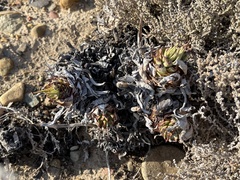 Dudleya cultrata