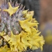 Hoodia alstonii - Photo (c) pietermier, some rights reserved (CC BY-NC)