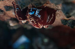 Actinia ebhayiensis