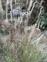 Austroderia richardii