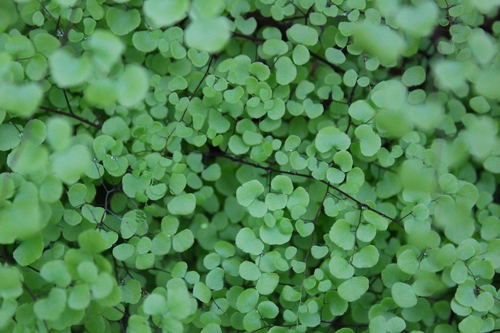 Image of Adiantum tricholepis by (c) Ricard Busquets Reverte, some rights reserved (CC BY)