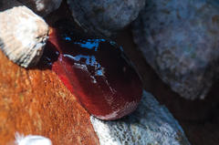 Actinia ebhayiensis