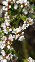 Micromyrtus ciliata