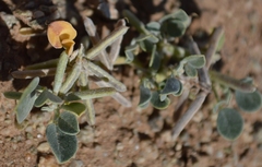 Indigastrum argyroides