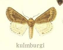 Mycteroplus cornuta