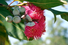 Corymbia ptychocarpa