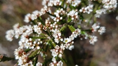Micromyrtus ciliata
