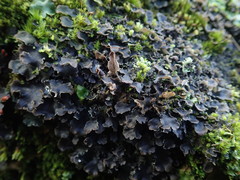 Peltigera neckeri