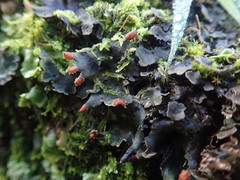 Peltigera neckeri