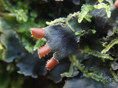 Peltigera neckeri