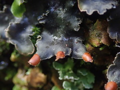 Peltigera neckeri