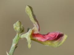 Indigofera nudicaulis