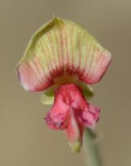 Indigofera nudicaulis