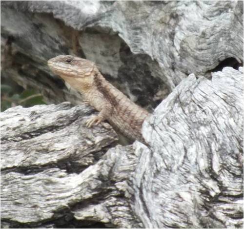 Cordylus jonesii