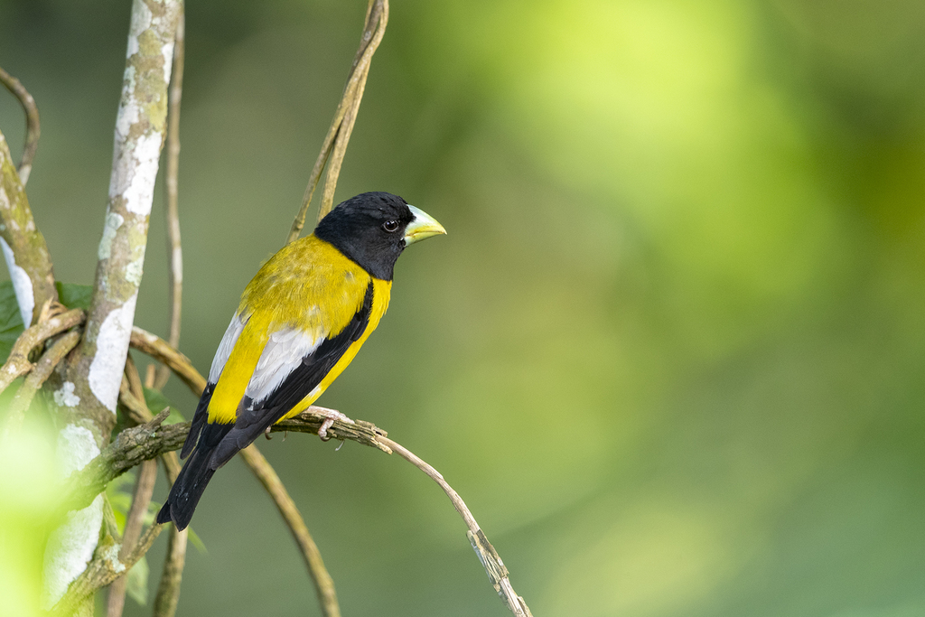 Hooded Grosbeak