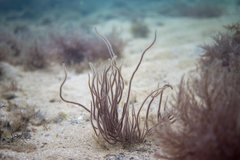 Gracilaria secundata