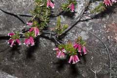 Epacris calvertiana versicolor
