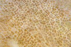 Gracilaria secundata