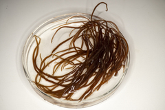 Gracilaria secundata