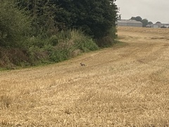 Oryctolagus cuniculus