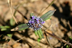 Spermacoce breviflora