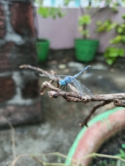 Diplacodes trivialis