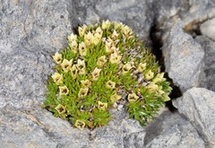 Colobanthus squarrosus squarrosus