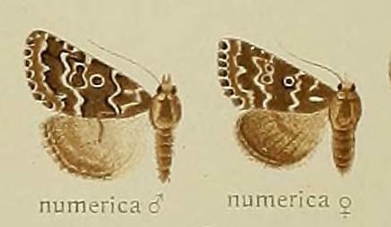 Alvaradoia numerica