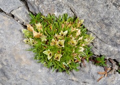 Colobanthus squarrosus squarrosus