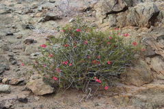 Hermannia stricta