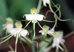 Bonatea polypodantha