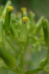 Senecio bipinnatisectus