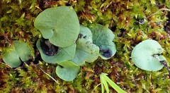 Corybas diemenicus
