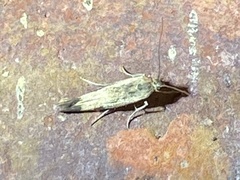 Scythris limbella