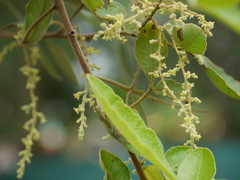Searsia parviflora