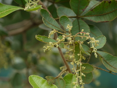 Searsia parviflora