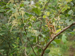 Searsia parviflora
