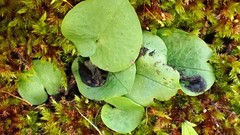 Corybas diemenicus