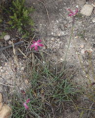 Dianthus bolusii